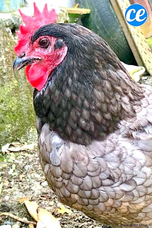 5 Good Reasons to Have a Hen in Your Vegetable Garden. 