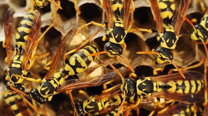 3 Natural and Effective Repellents Against Wasps. 