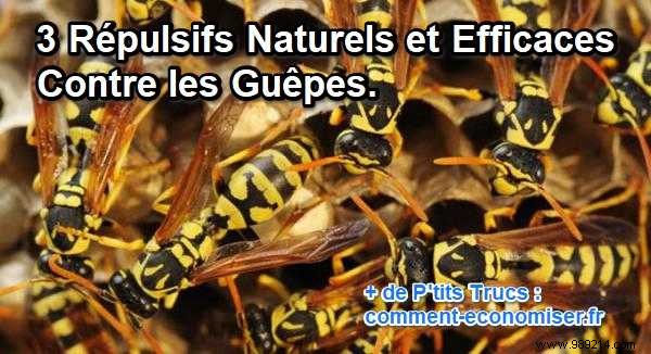 3 Natural and Effective Repellents Against Wasps. 