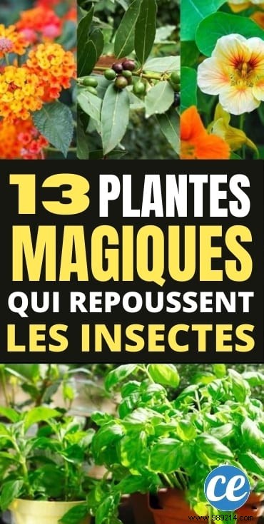13 Magical Plants That Naturally Repel Insects. 