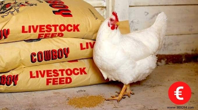 16 Easy Tricks To Feed Your Hens Well Without Breaking Your Money. 