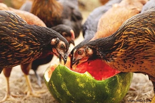16 Easy Tricks To Feed Your Hens Well Without Breaking Your Money. 