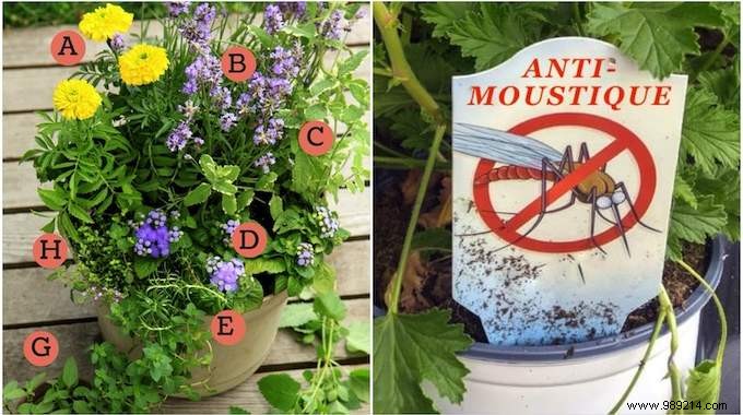 The Anti-MOSQUITO Flower Pot For The Terrace. 