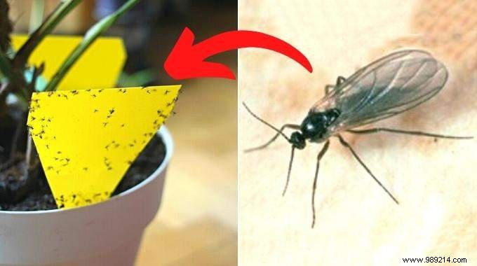 Soil Flies:11 Natural Tips To Get Rid Of Them. 