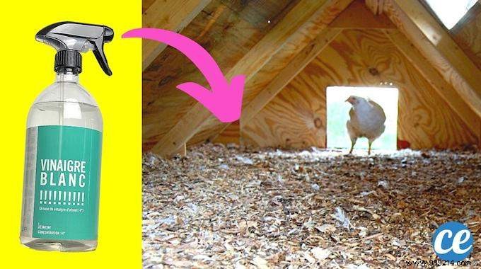 How to Clean the Chicken Coop With White Vinegar (Easy and Fast). 