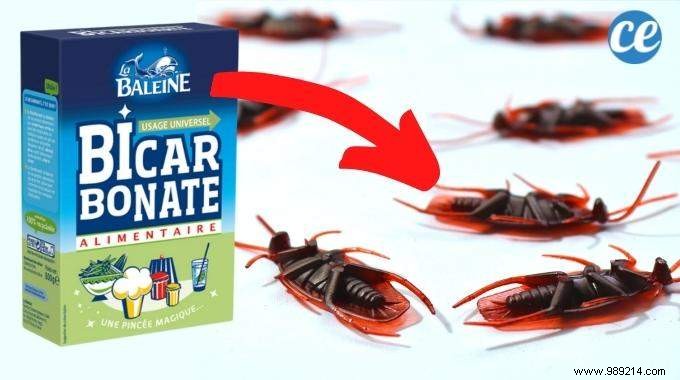 How To Kill Cockroaches With Baking Soda (Quick And Natural). 