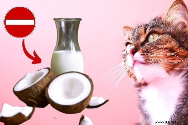 16 Toxic Foods You Should Never Feed Your Cat (Revealed By My Vet) 