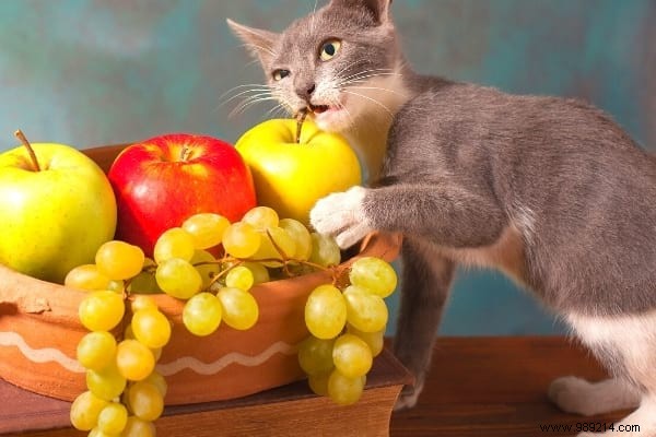 16 Toxic Foods You Should Never Feed Your Cat (Revealed By My Vet) 