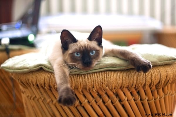 Why does my cat pee on my bed? And My Tips To Avoid It. 
