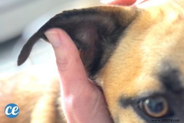 Cleaning Dog s Ears:The Natural Tip To Keep Them Clean. 