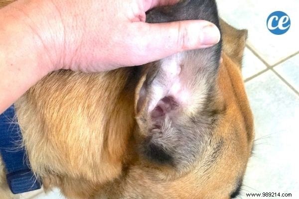 Cleaning Dog s Ears:The Natural Tip To Keep Them Clean. 