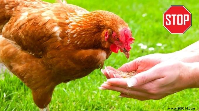 Chickens:25 Forbidden Foods You Should Never Give Them! 