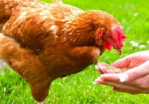 Chickens:25 Forbidden Foods You Should Never Give Them! 