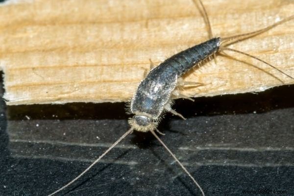 Silverfish:7 Tips To Get Rid Of It At Home. 