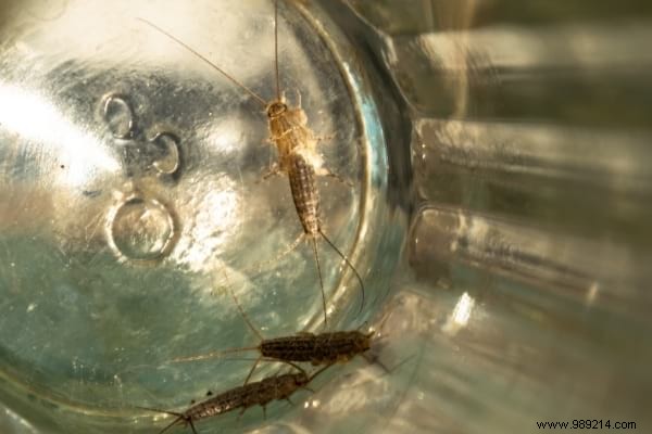 Silverfish:7 Tips To Get Rid Of It At Home. 