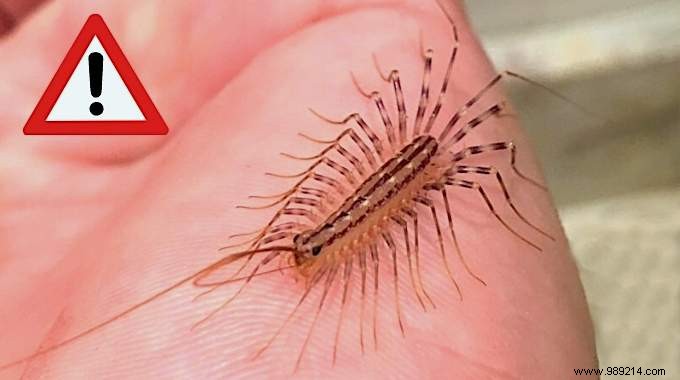 House Centipede:Is It Dangerous And What To Do If You See It At Home? 