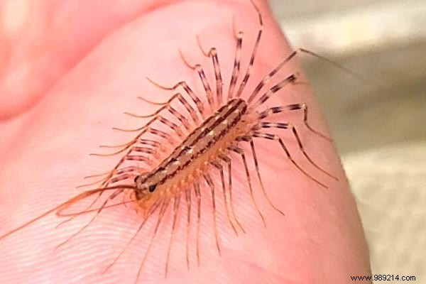 House Centipede:Is It Dangerous And What To Do If You See It At Home? 