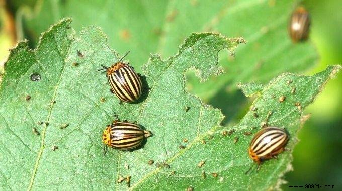 Colorado beetles:4 natural tips to get rid of them for good. 