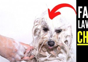 Should You Really Wash Your Dog? 