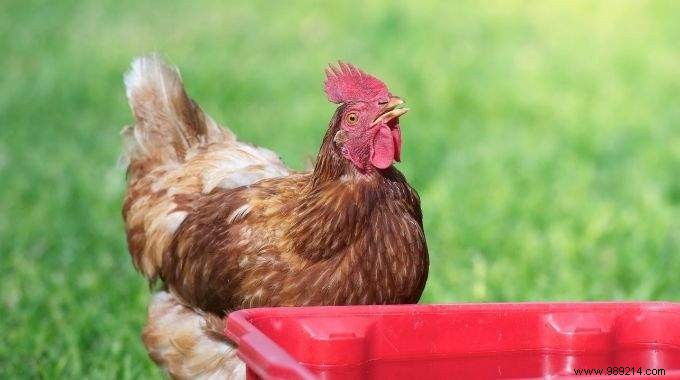 How to Clean the Chicken Waterer? The Natural Tip. 