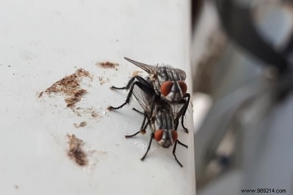 Where Do Flies Lay In Houses? (And How To Eliminate Eggs). 