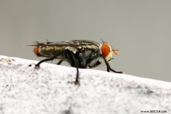 Where Do Flies Lay In Houses? (And How To Eliminate Eggs). 