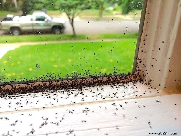 Invasion of Gnats on the Ceiling? How to Get Rid of It FAST! 