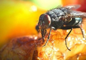 How to Get Rid of Flies When Eating Out? 