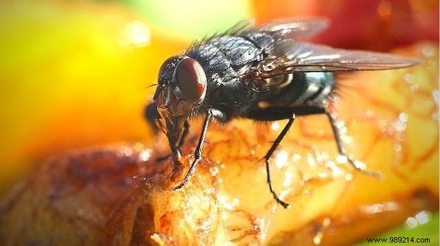 How to Get Rid of Flies When Eating Out? 