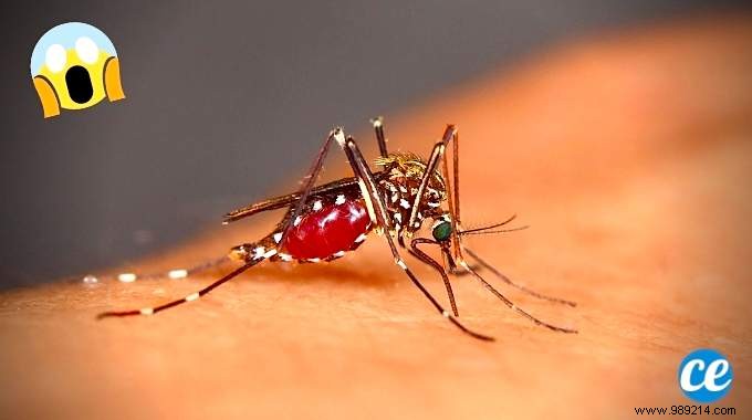 Mosquitoes:10 Natural Tricks That Work To Scare Them Away! 