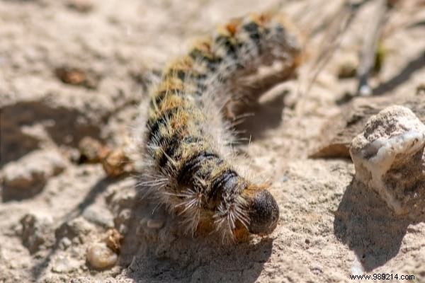5 Effective Tips To Get Rid Of Processionary Caterpillars. 