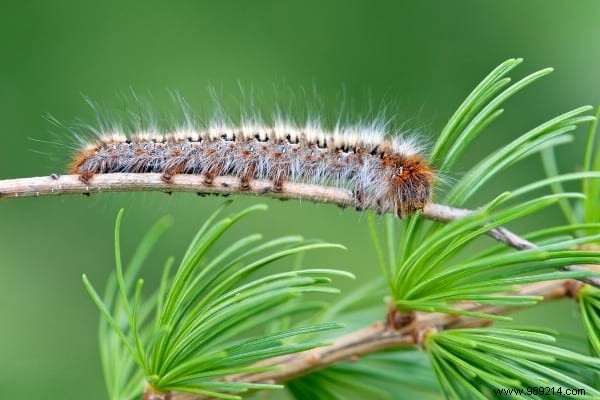 5 Effective Tips To Get Rid Of Processionary Caterpillars. 