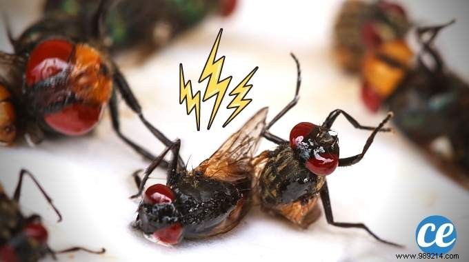 20 Remedies To Kill Flies WITHOUT Insecticides. 