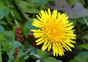 Dandelions Can t Be Eaten? False ! And It s Very Good For Health! 