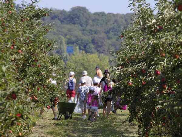 Picking at the Farm:the Tip for Less Expensive Fresh Products. 