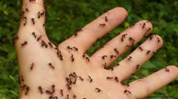 What to do against ants in the house? The Simple Trick that Works! 