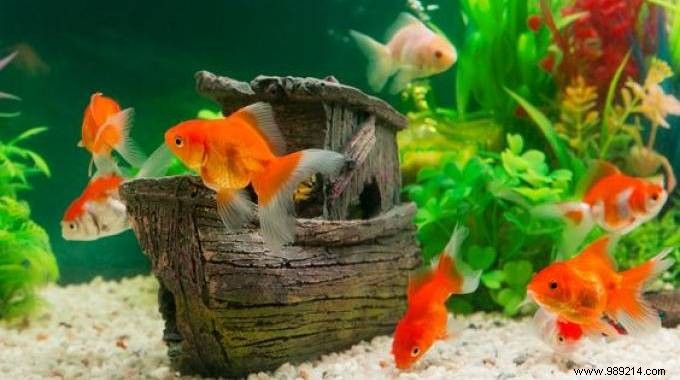 3 Simple and Economical Tips for a Happy Goldfish! 