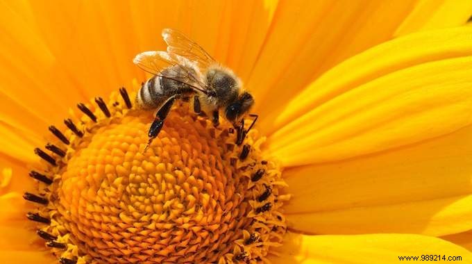6 Simple Tips To Help Bees and the Planet. 