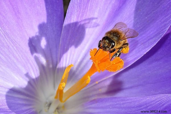 6 Simple Tips To Help Bees and the Planet. 