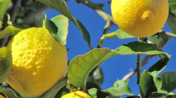 The 5 Deodorizing Virtues of Lemon. 