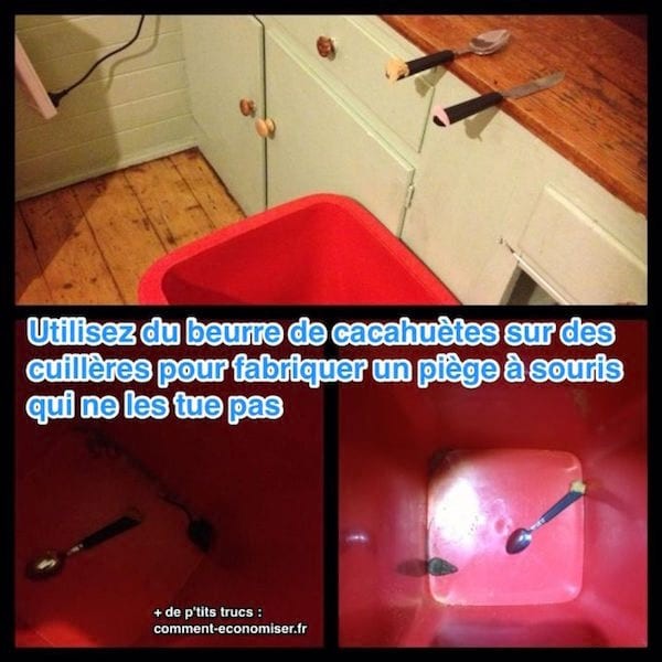 Here s How to Make an Effective Mouse Trap (Without Killing Them). 