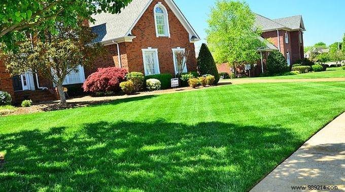 The Surprising Trick To Have A Very Green Lawn. 