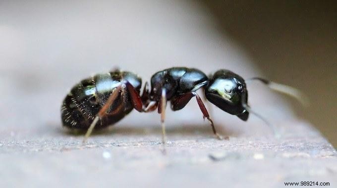 12 Natural Solutions To Get Rid Of Ants. 
