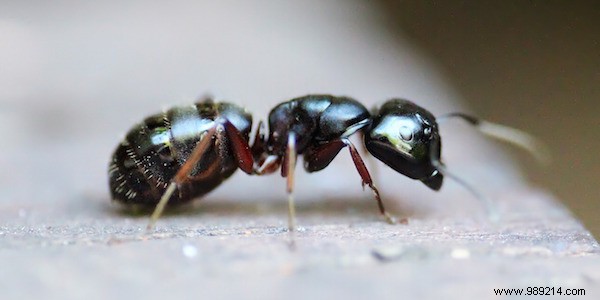 12 Natural Solutions To Get Rid Of Ants. 