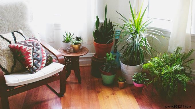 4 Tips For Healthy Houseplants. 