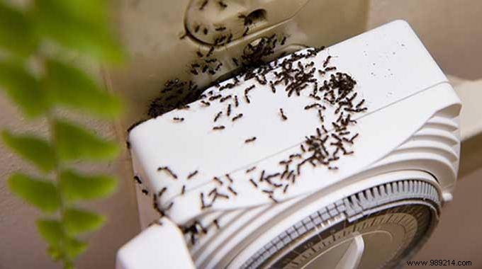 The trick that works to get rid of ants at home. 