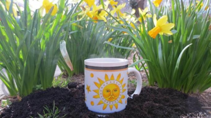 Coffee Grounds, a Very Good Free Fertilizer for your Plants. 