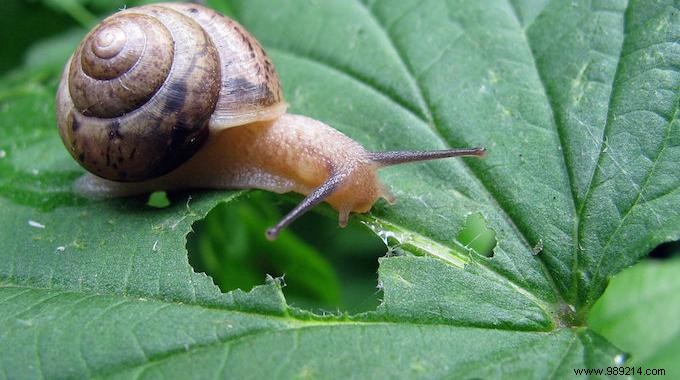 A Natural, Ecological and Free Anti-Slug and Anti-Snail! 