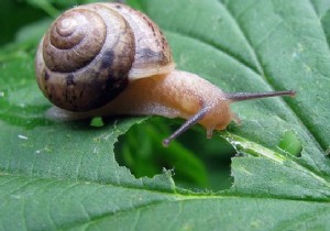 A Natural, Ecological and Free Anti-Slug and Anti-Snail! 