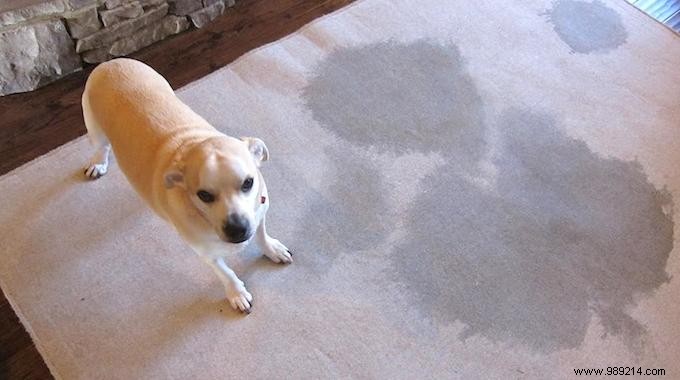 The 3 Best Tips for Cleaning Pet Urine from Your Carpets. 
